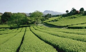Korea Teeplantage