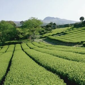 Korea Teeplantage