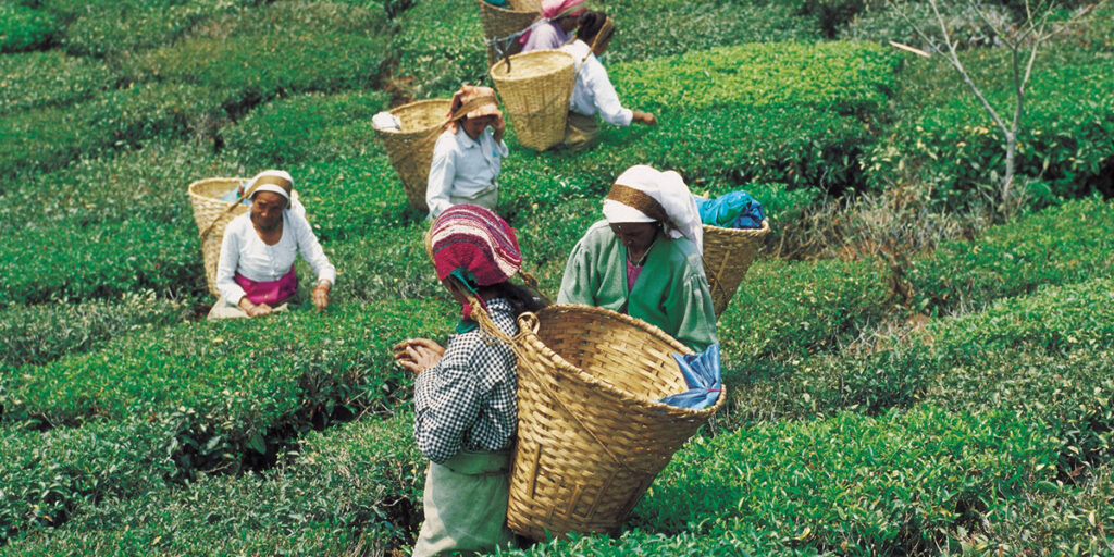 Champagner des Tees - Darjeeling Second Flush - Teeblätter Versand