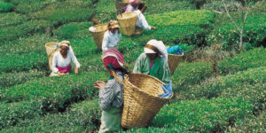Champagner des Tees - Darjeeling Second Flush - Teeblätter Versand