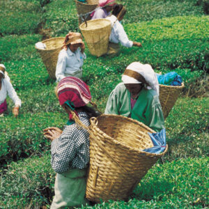 Champagner des Tees - Darjeeling Second Flush - Teeblätter Versand