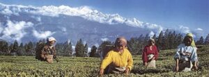 Nepal Tee Ernte