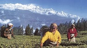 Nepal Tee Ernte