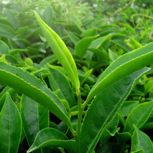 Finest Tea-Leave - Teeblätter Versand