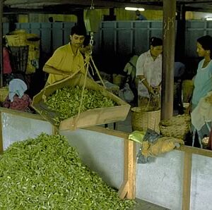 Darjeeling Ernte