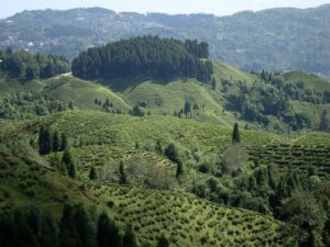 Blick auf die Plantage Okayti