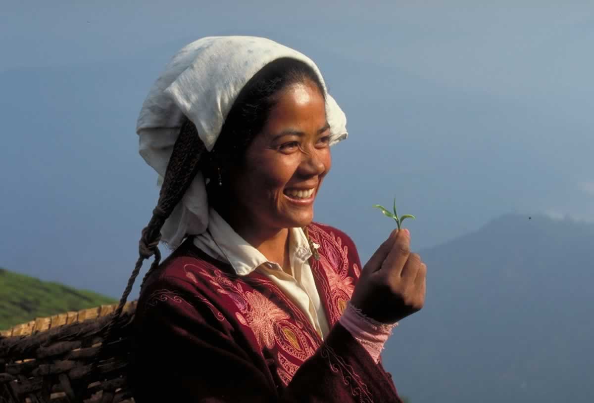 Teeblätter-Versand Feinste Bio Darjeelings aus der First Flush Ernte
