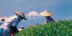 Japan-Tea-Plucking - Teeblätter Versand