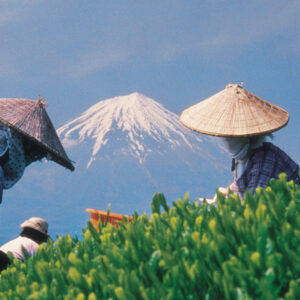 Japan-Tea-Plucking - Teeblätter Versand