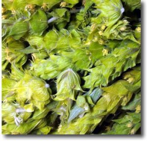 Bio-Griechischer-Bergtee-Bündel-50g - Teeblätter Versand