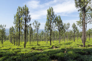 Südindien-Nilgiri-Tee-Plantage - Teeblätter Versand