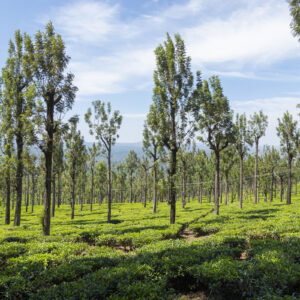 Südindien-Nilgiri-Tee-Plantage - Teeblätter Versand