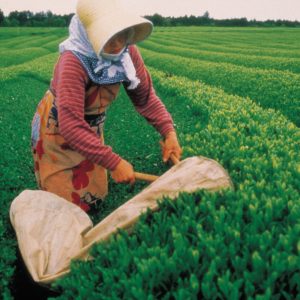 Japan-Tee-Warashina -Teeblätter Versand