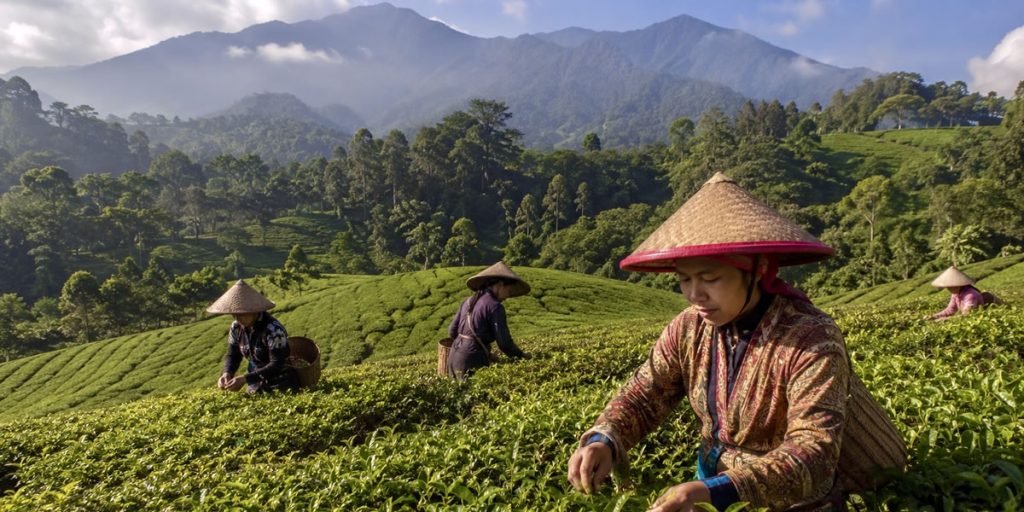 Java Oolong Halimun Biotee - Teeblätter Versand