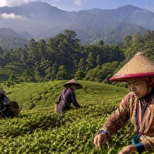 Java Oolong Halimun Biotee - Teeblätter Versand